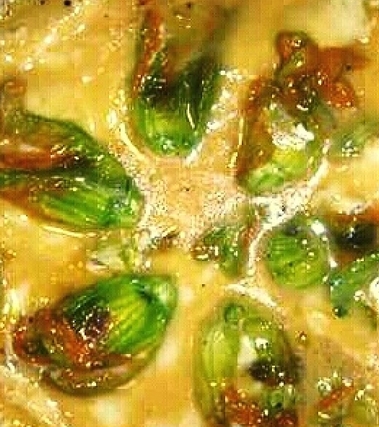 Frittata con fiori di zucca ripieni